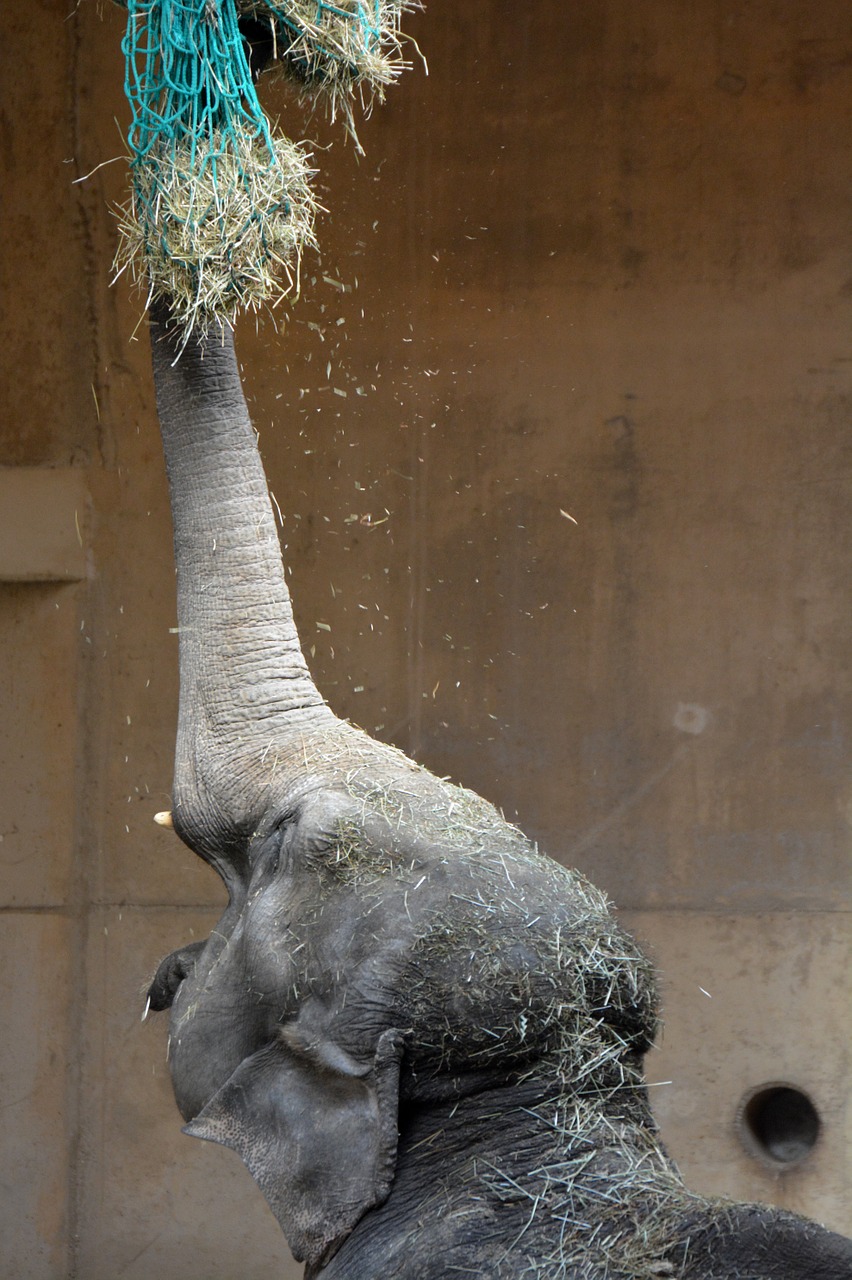 elephant trunk animal free photo