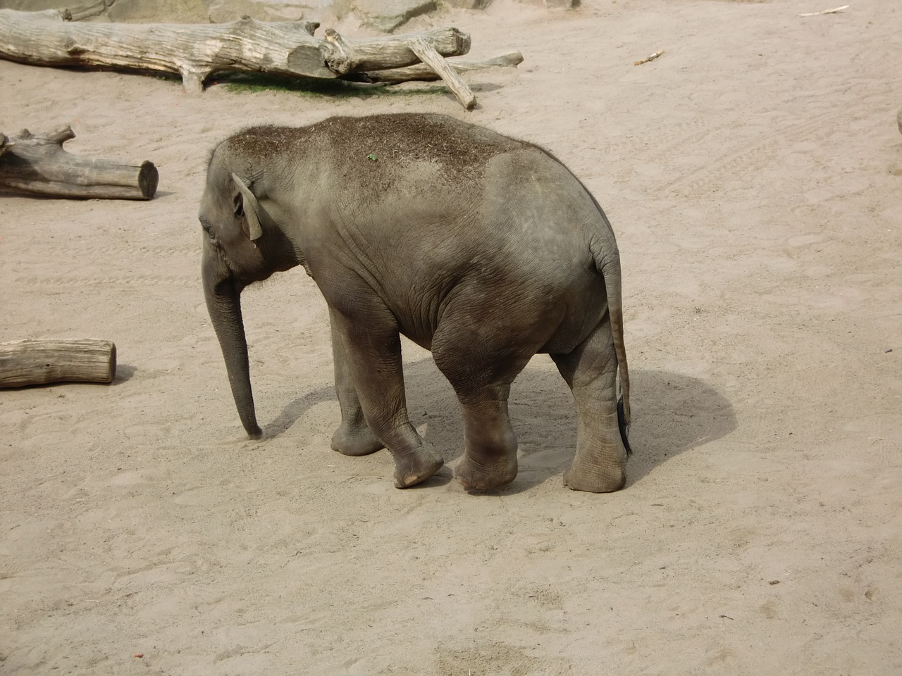 elephant pachyderm proboscis free photo