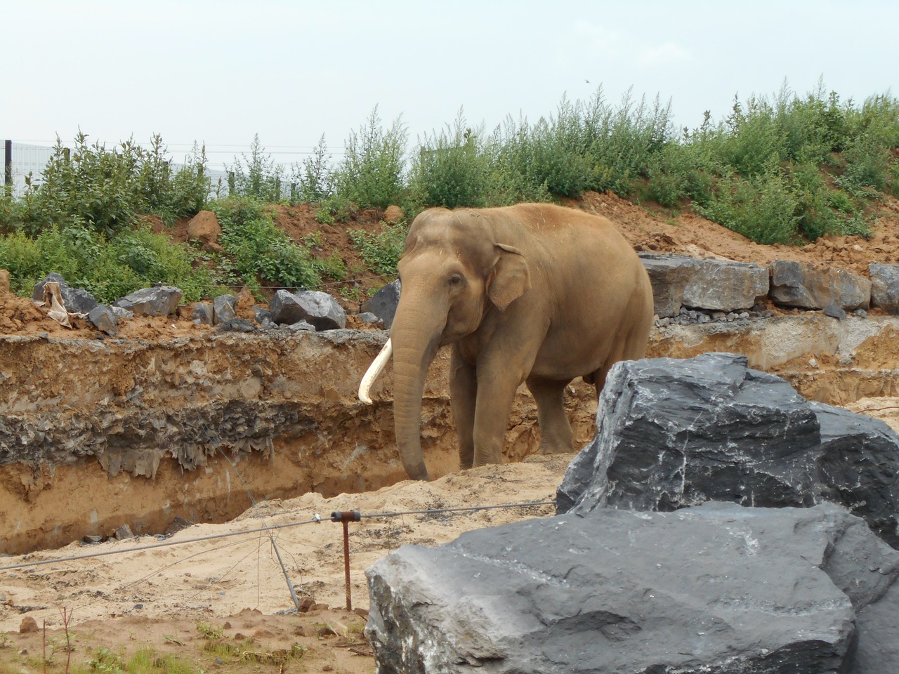 elephant trunk mammal free photo