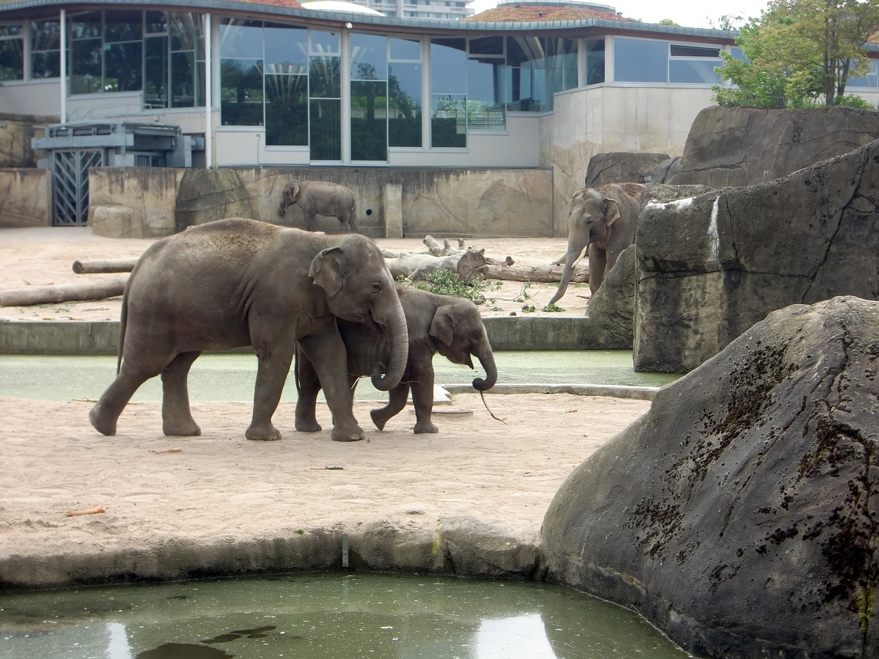 elephant elephant family elephant's child free photo