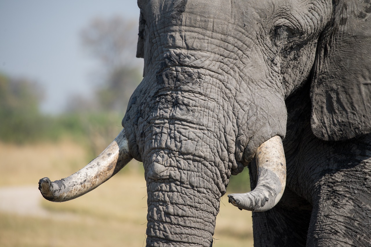 elephant tusk african free photo