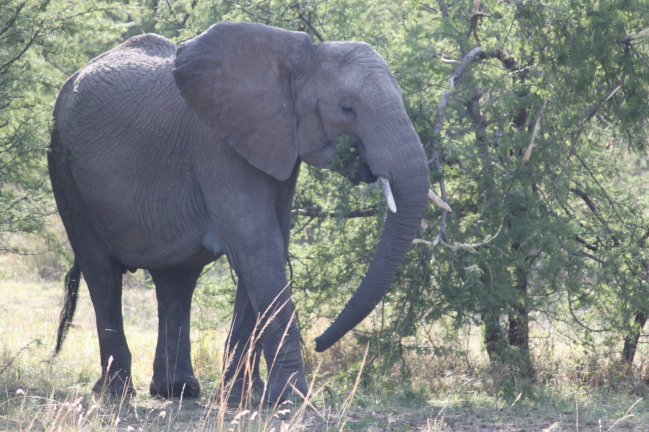elephant africa safari free photo