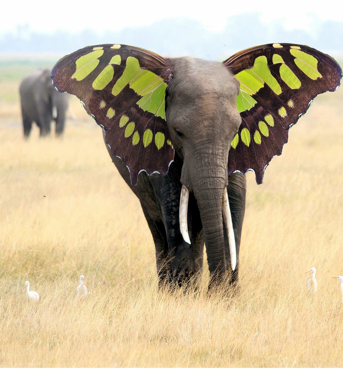 elephant ears butterfly free photo