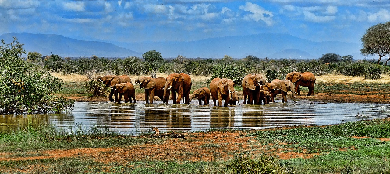 elephant watering hole safari free photo