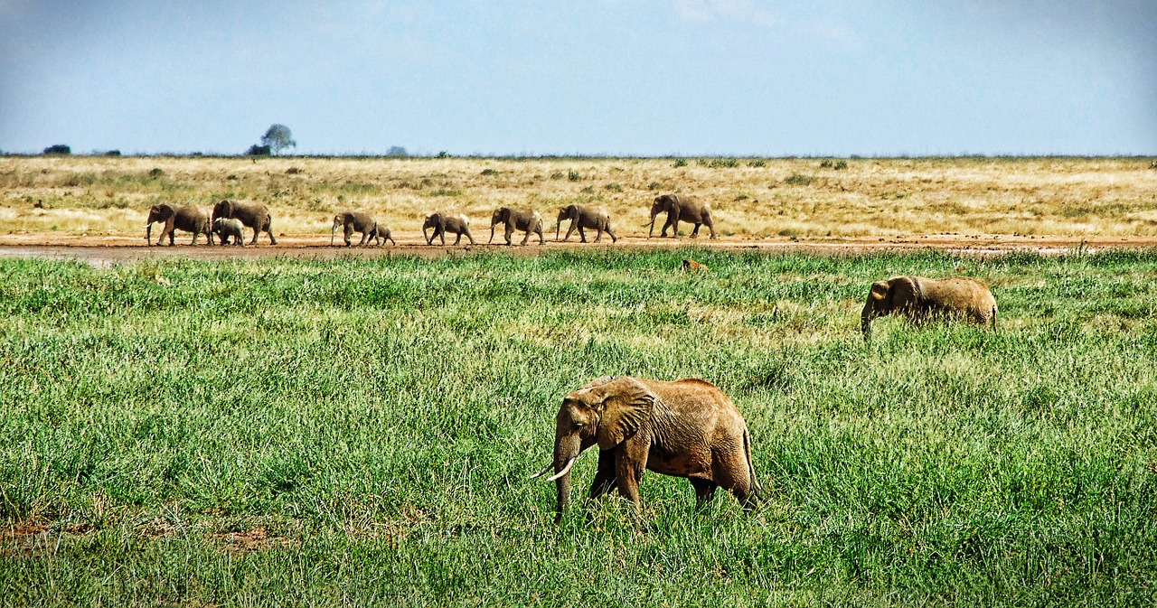 elephant herd of elephants savannah free photo