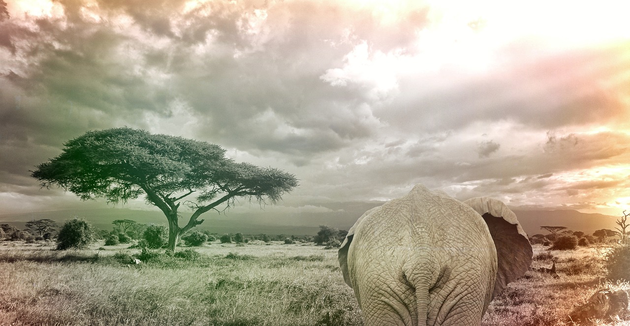 elephant savanna africa animal safari free photo
