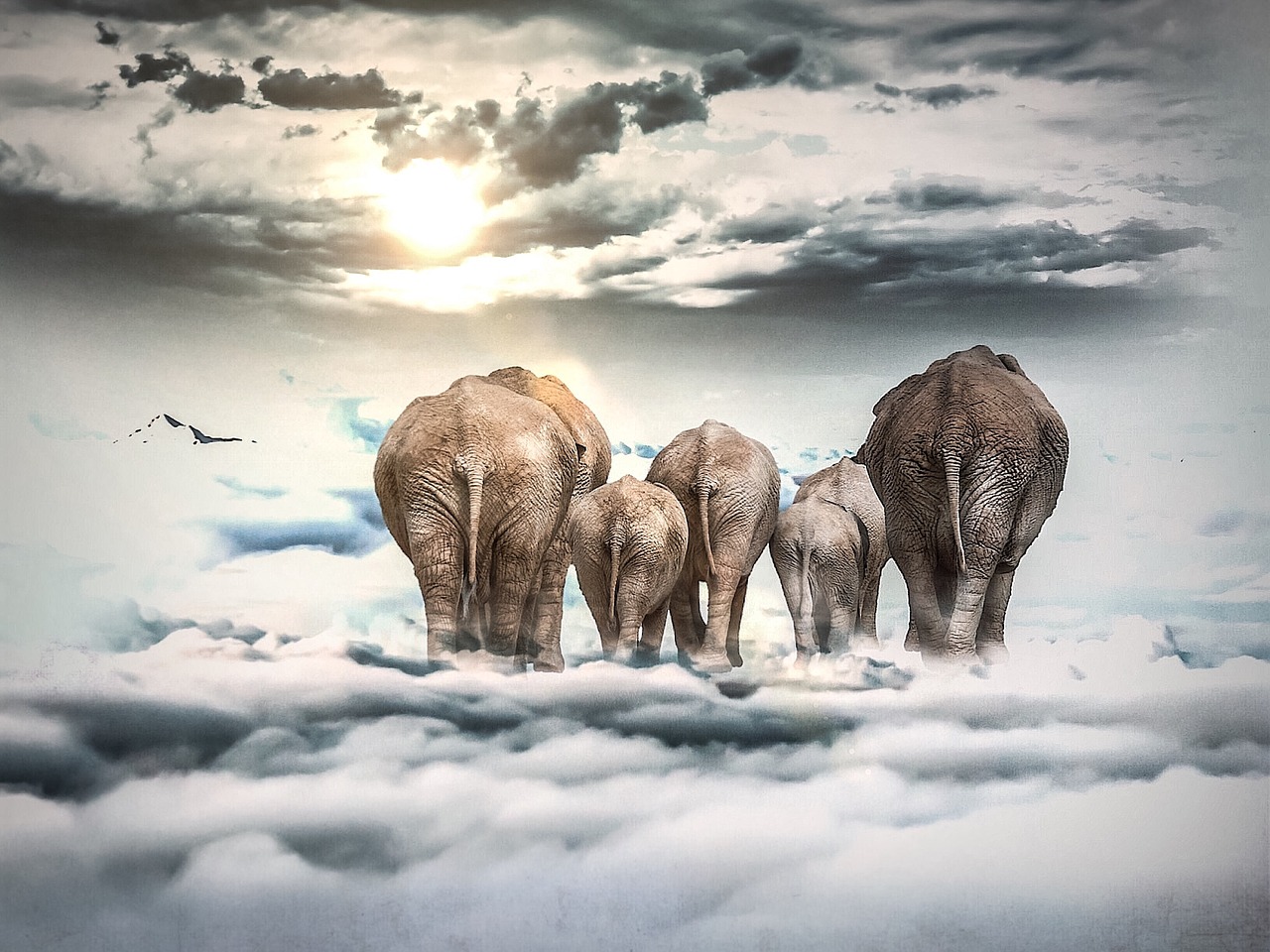 elephant clouds sun free photo