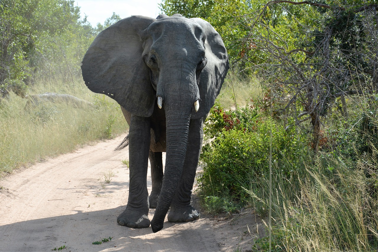 elephant africa national park free photo