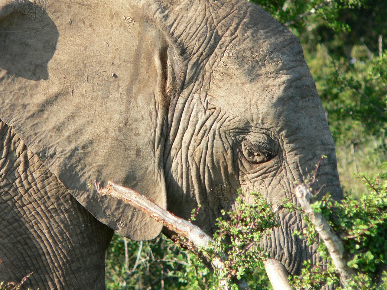 elephant head close free photo