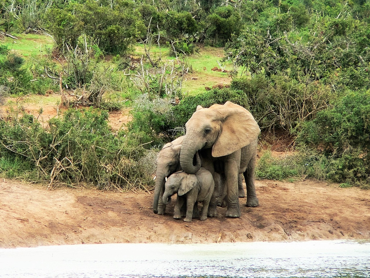 elephant water africa free photo