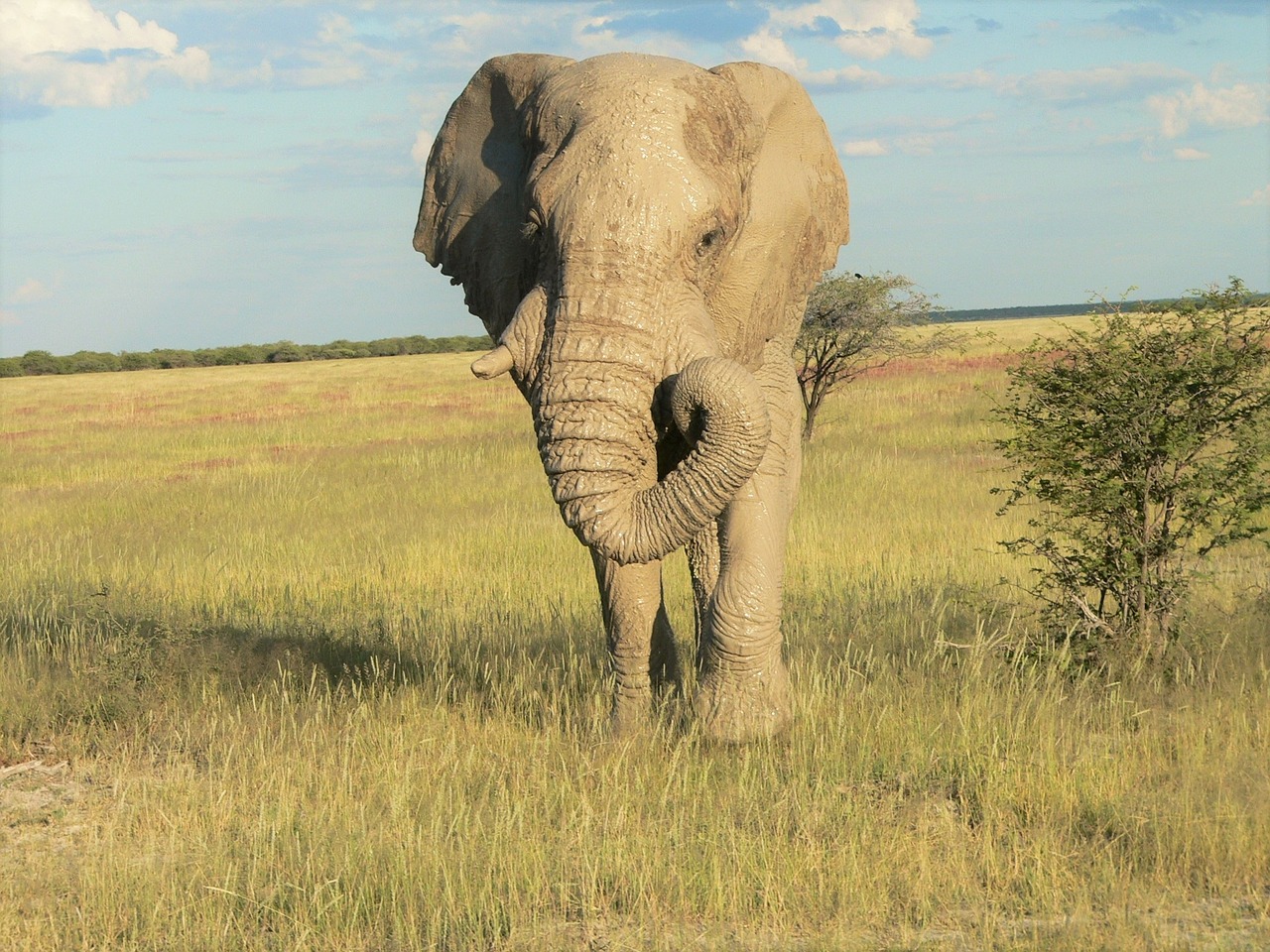 elephant grass landscape mud on skin free photo