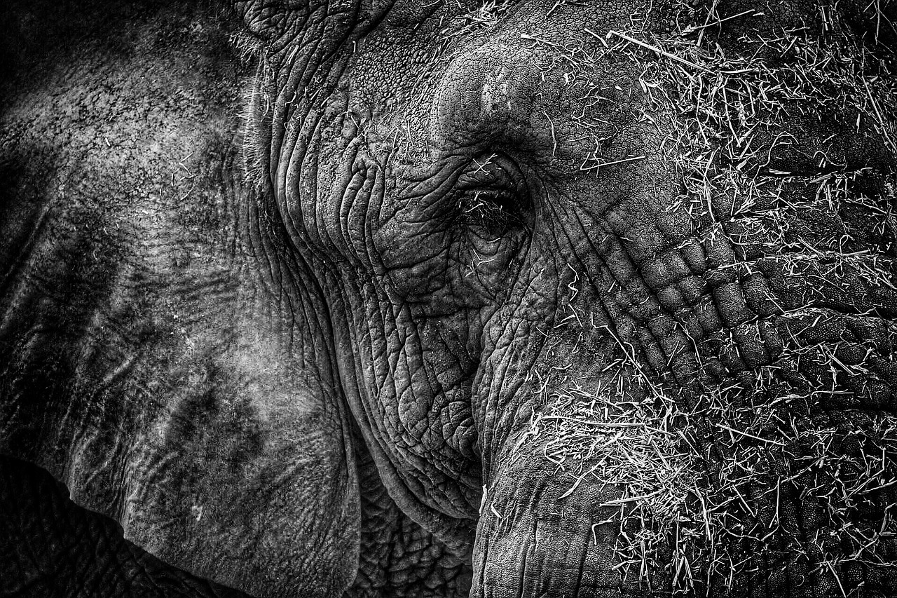 elephant head black and white free photo