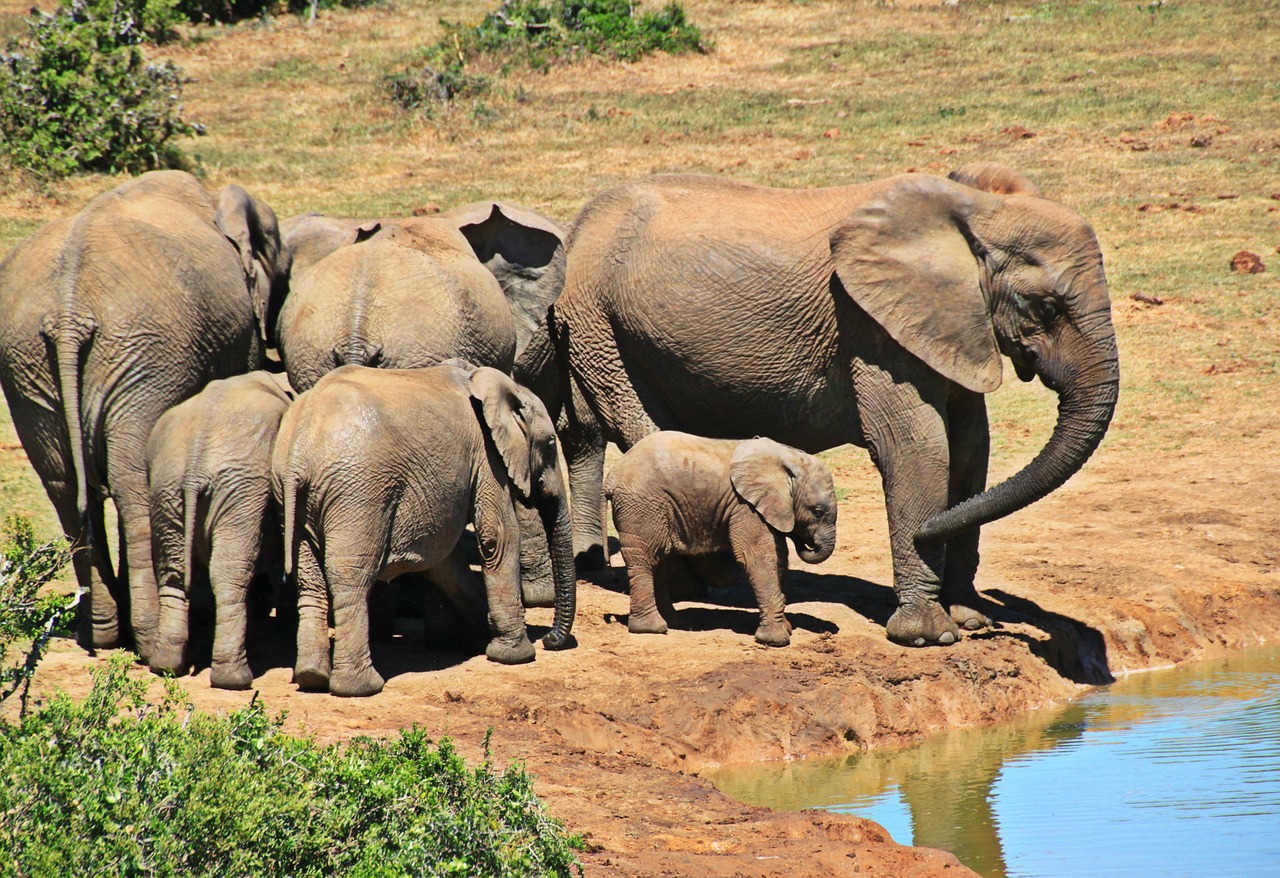 elephant animal herd of elephants free photo