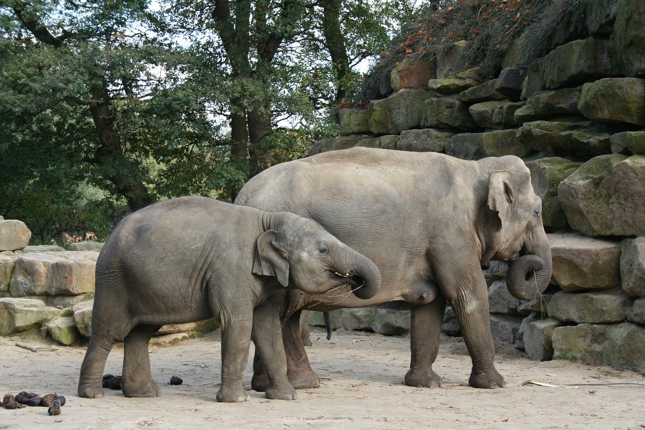 elephant zoo animals free photo