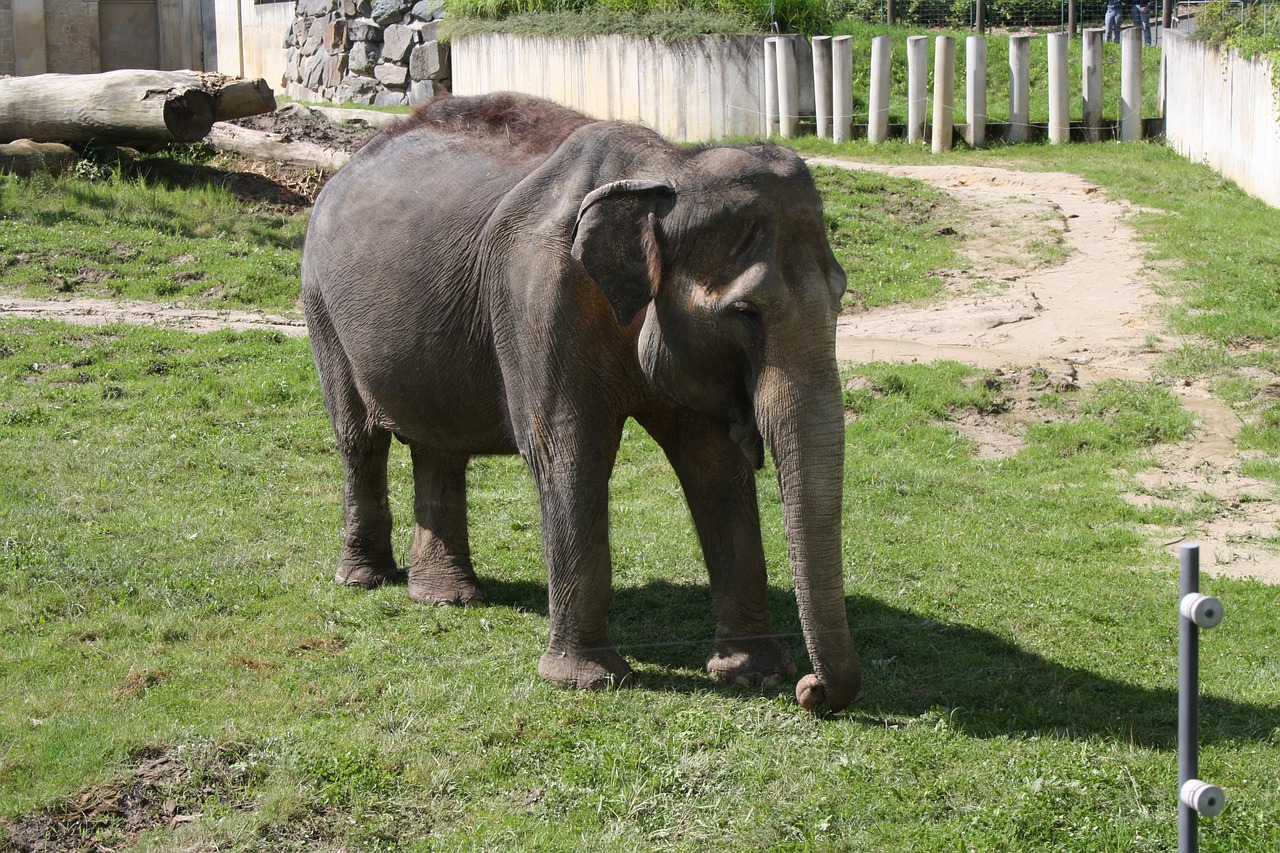 elephant slůně zoo free photo