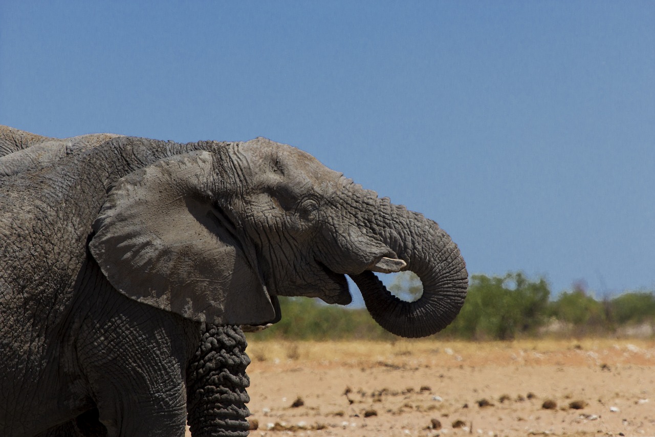 elephant animal wild free photo