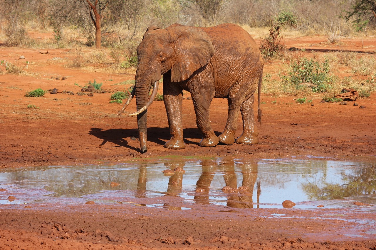 elephant tsavo kenya free photo