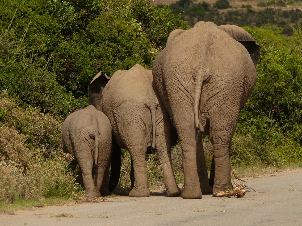 elephant pachyderm safari free photo