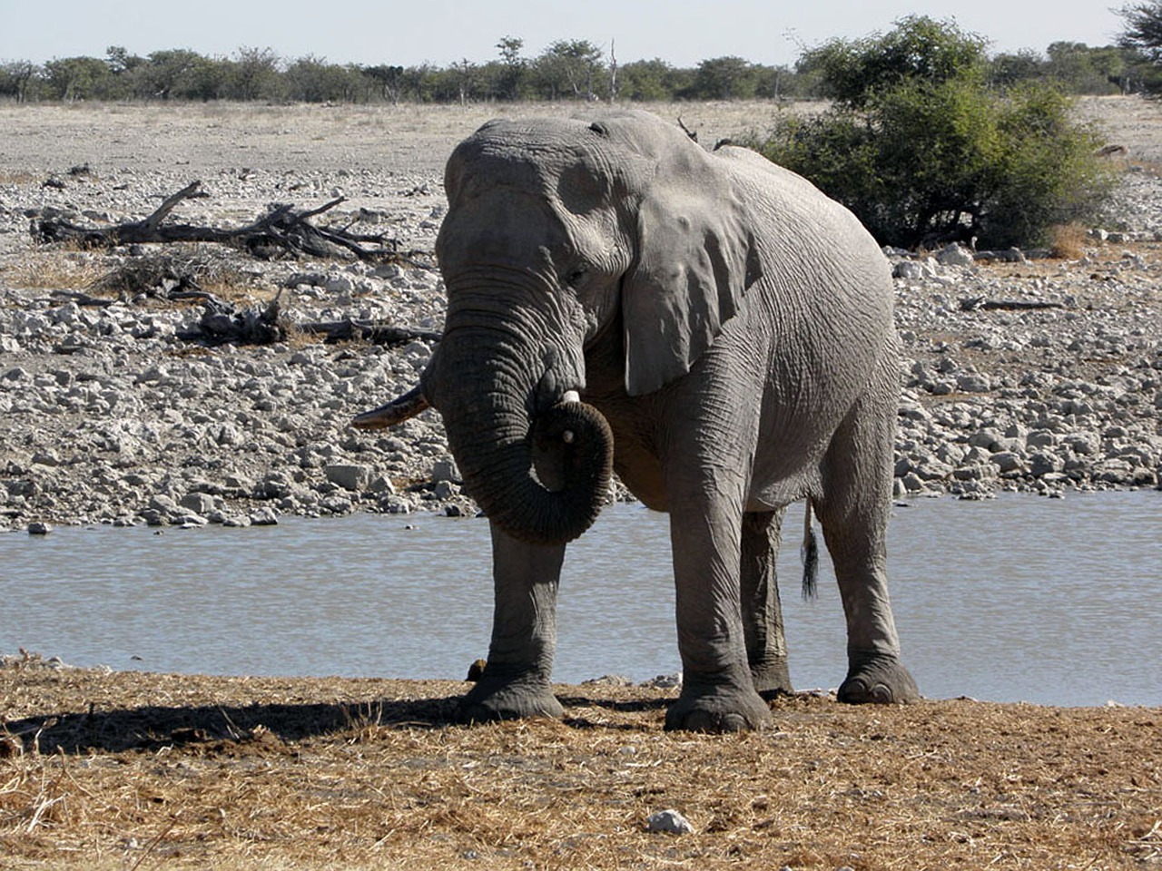 elephant animal namibia free photo