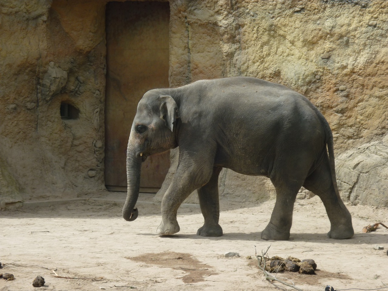 elephant zoo wild free photo