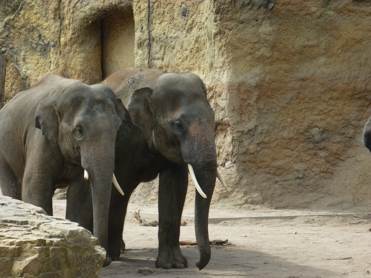 elephants zoo wild free photo