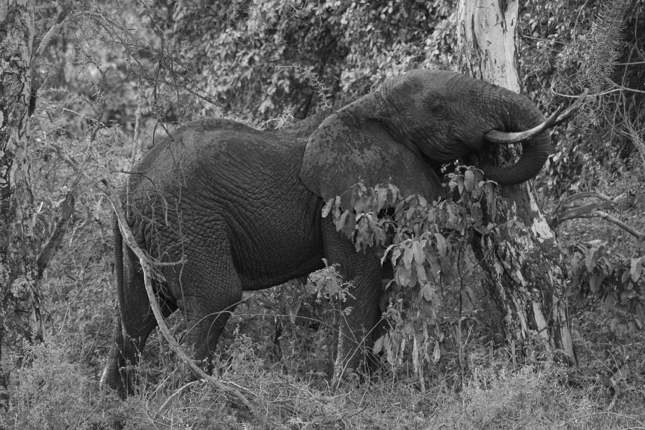 elephant tree safari free photo