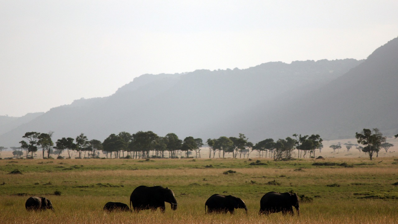 elephant africa safari free photo