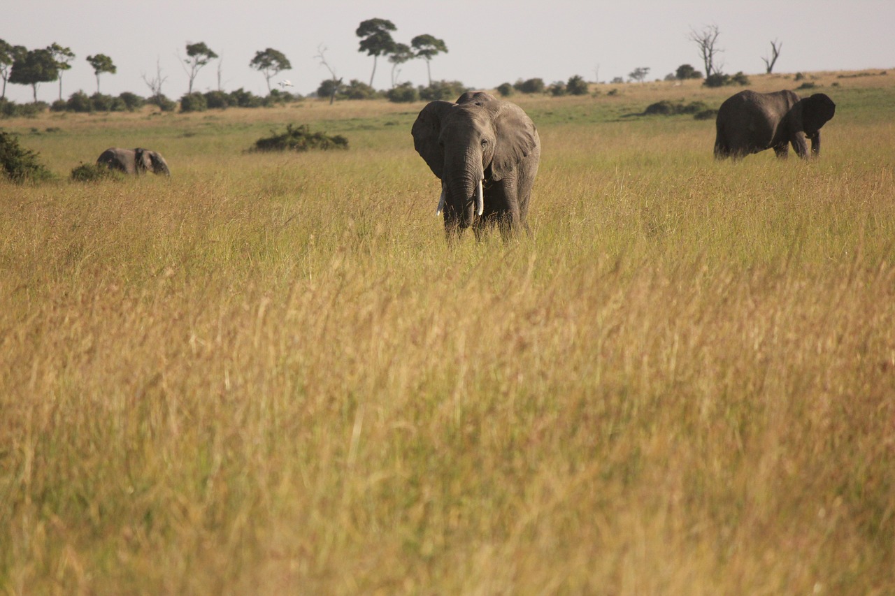 elephant africa safari free photo