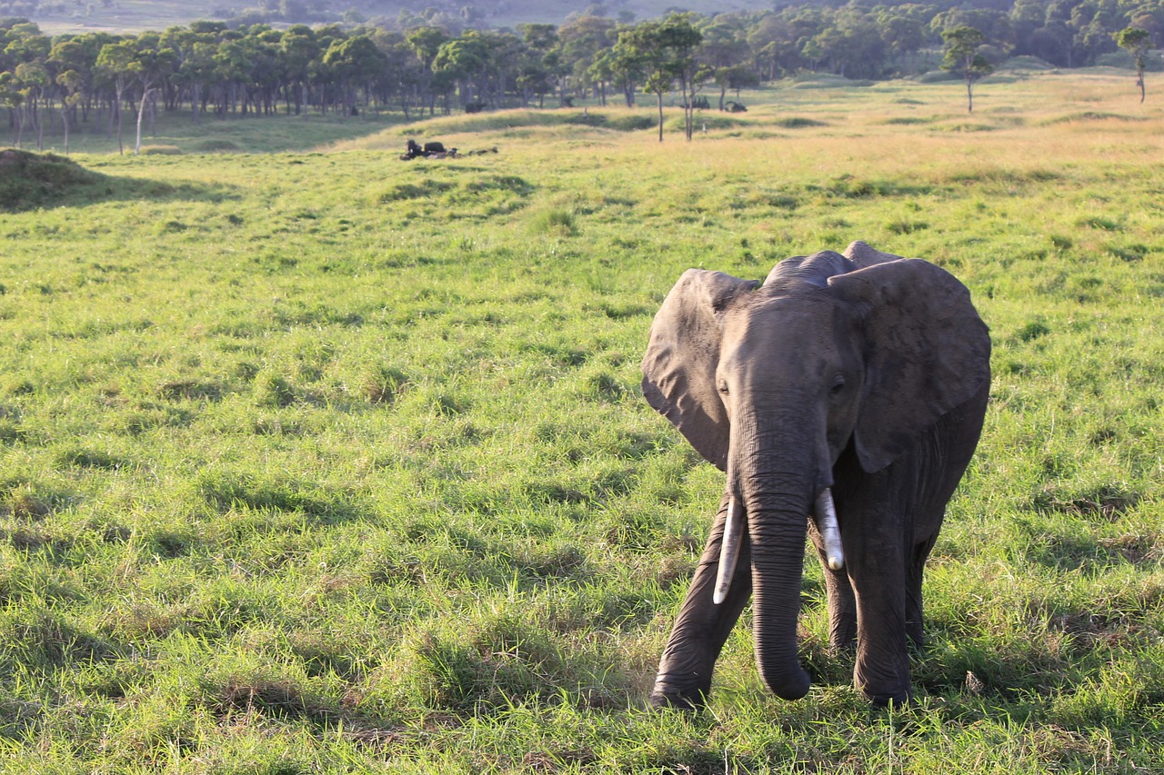 elephant africa safari free photo