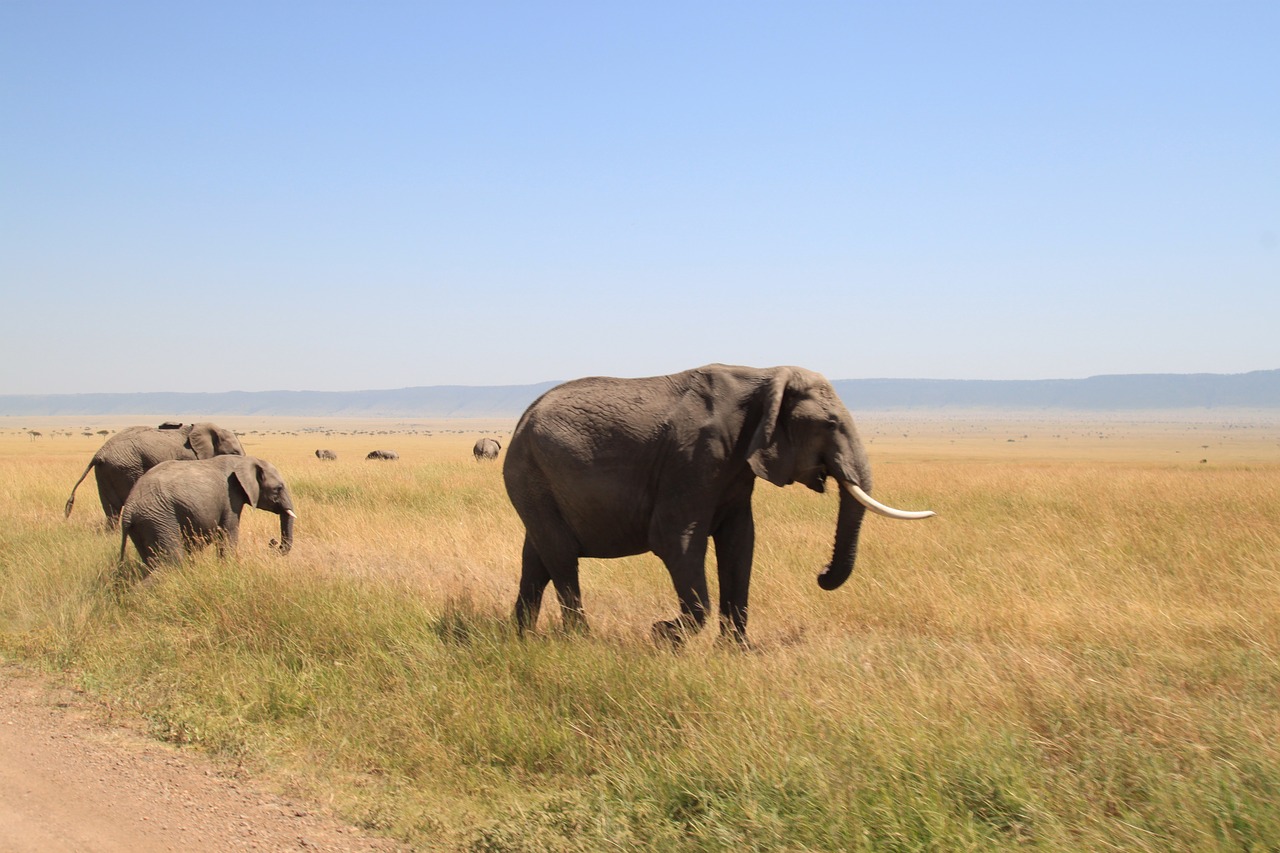 elephant africa safari free photo