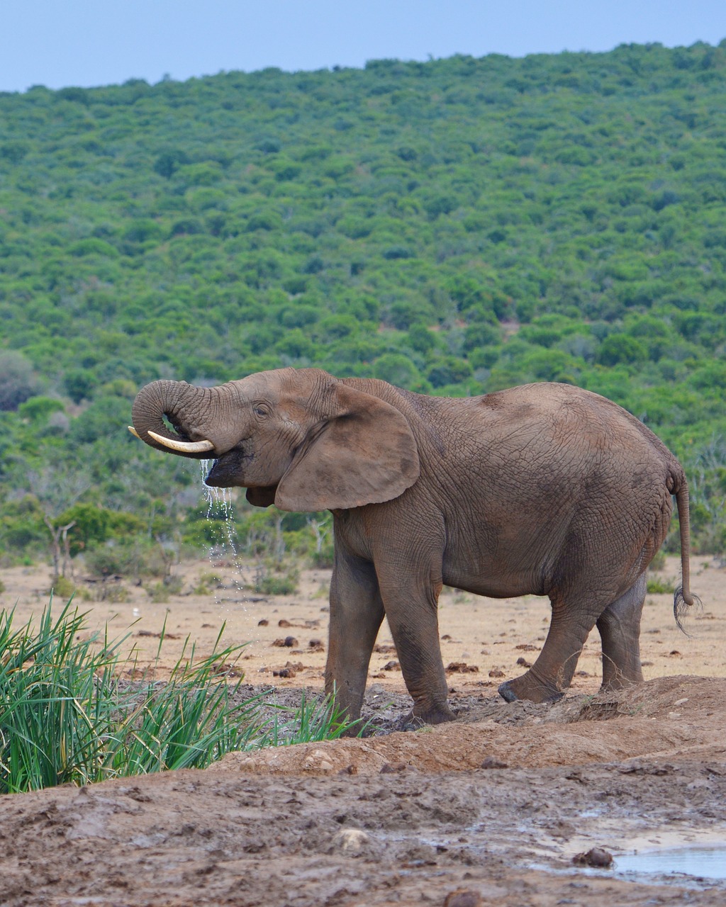 elephant south africa addo national park free photo