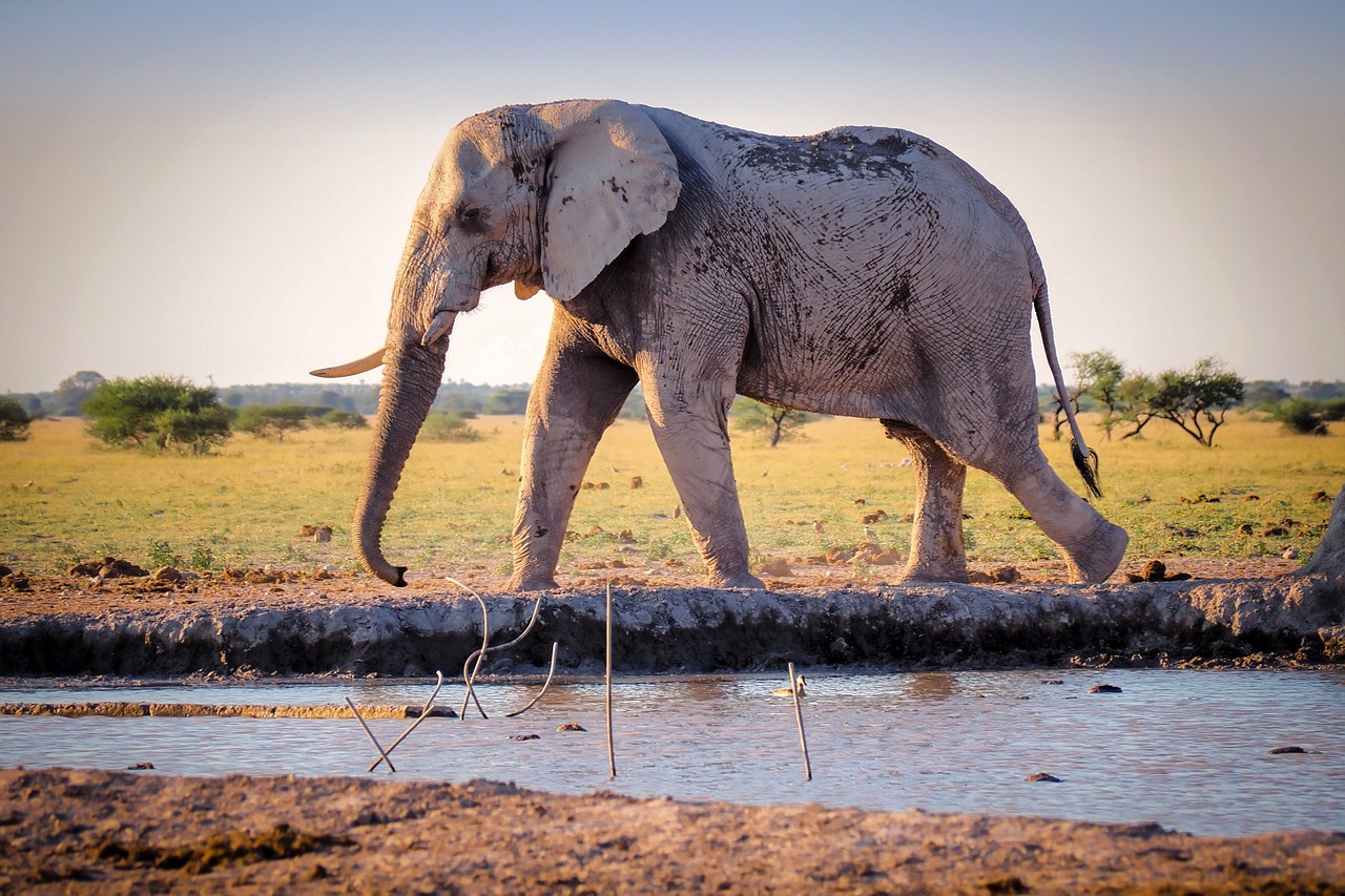 elephant animal wild free photo