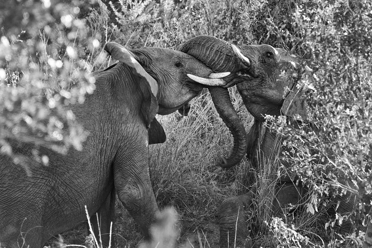 elephant africa large free photo