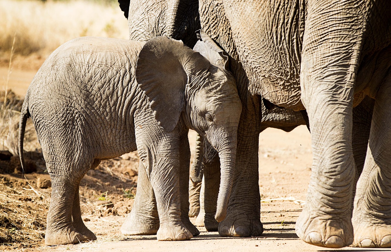 elephant africa large free photo