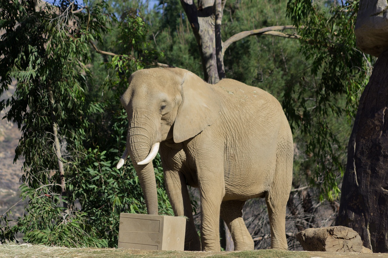 elephant animal zoo free photo