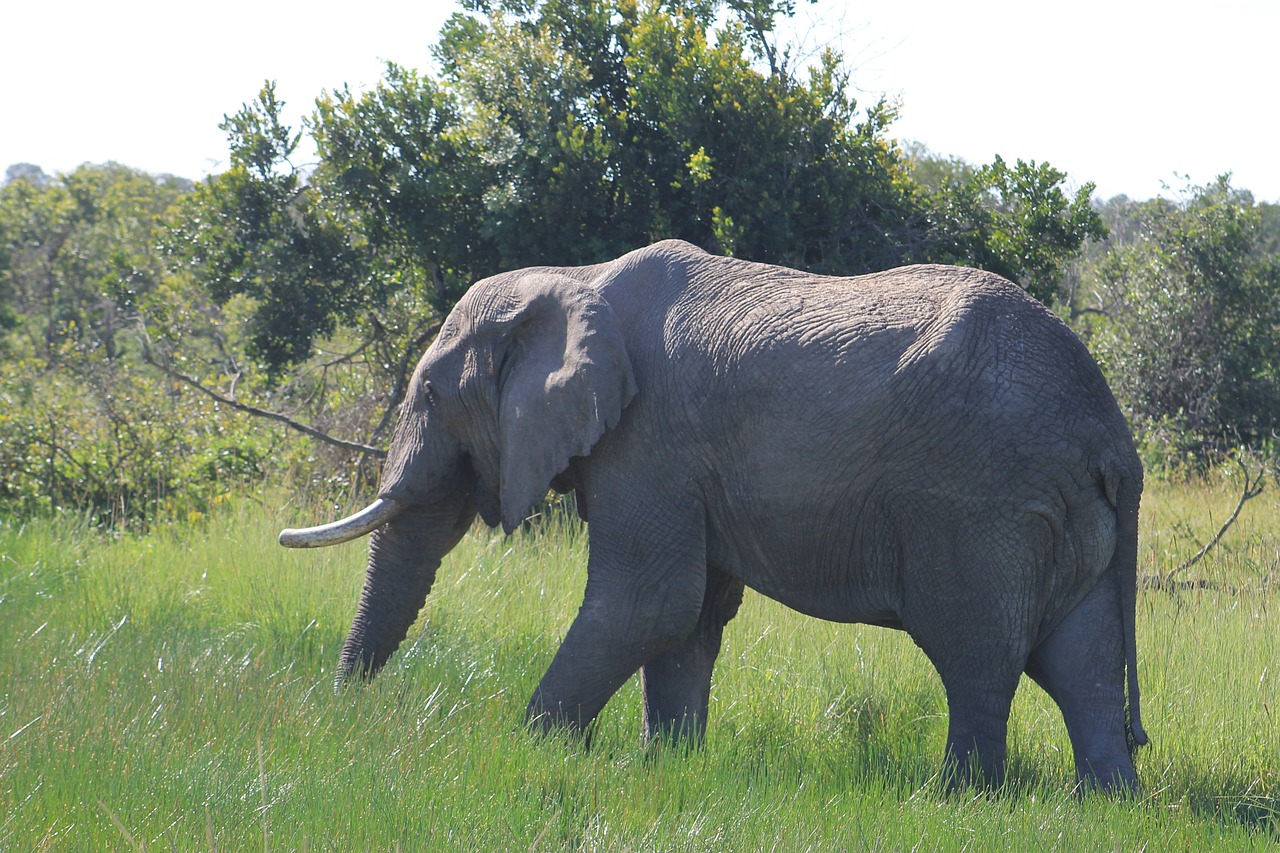 elephant eating wildlife free photo