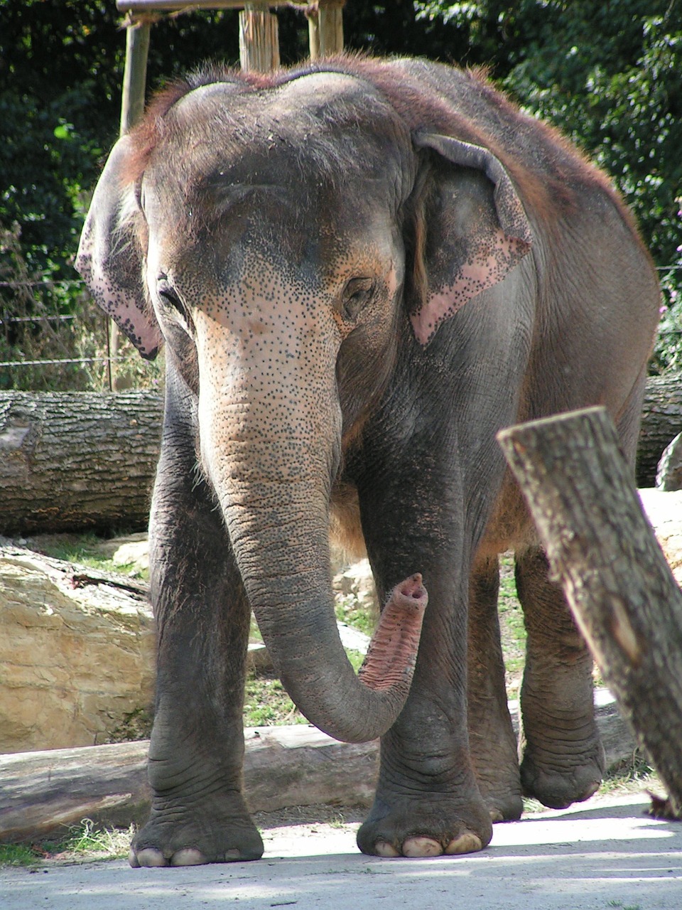 elephant proboscis zoo free photo