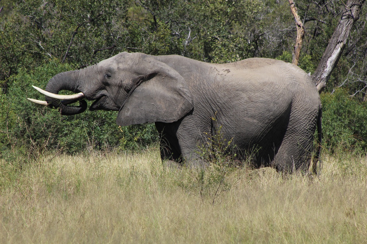 elephant africa animal free photo