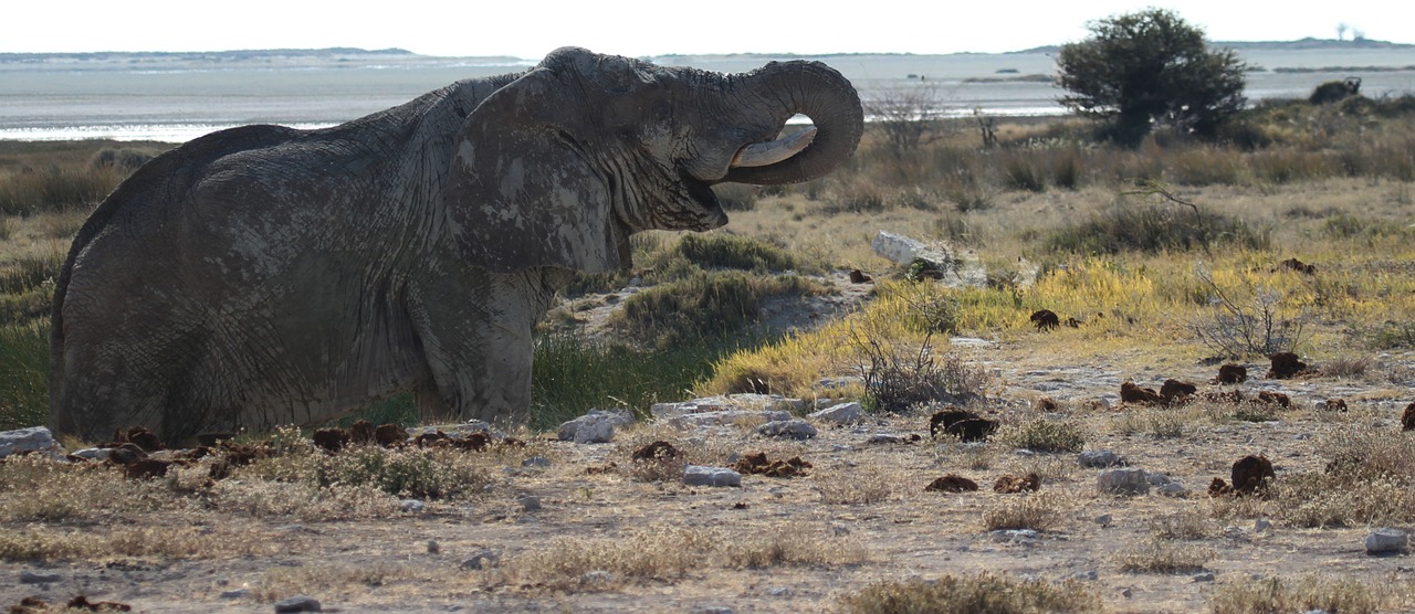 elephant etosha namibia free photo