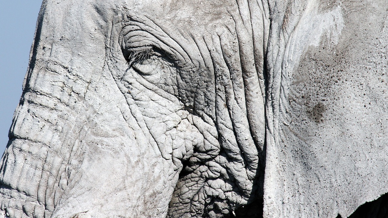 elephant grey eye free photo