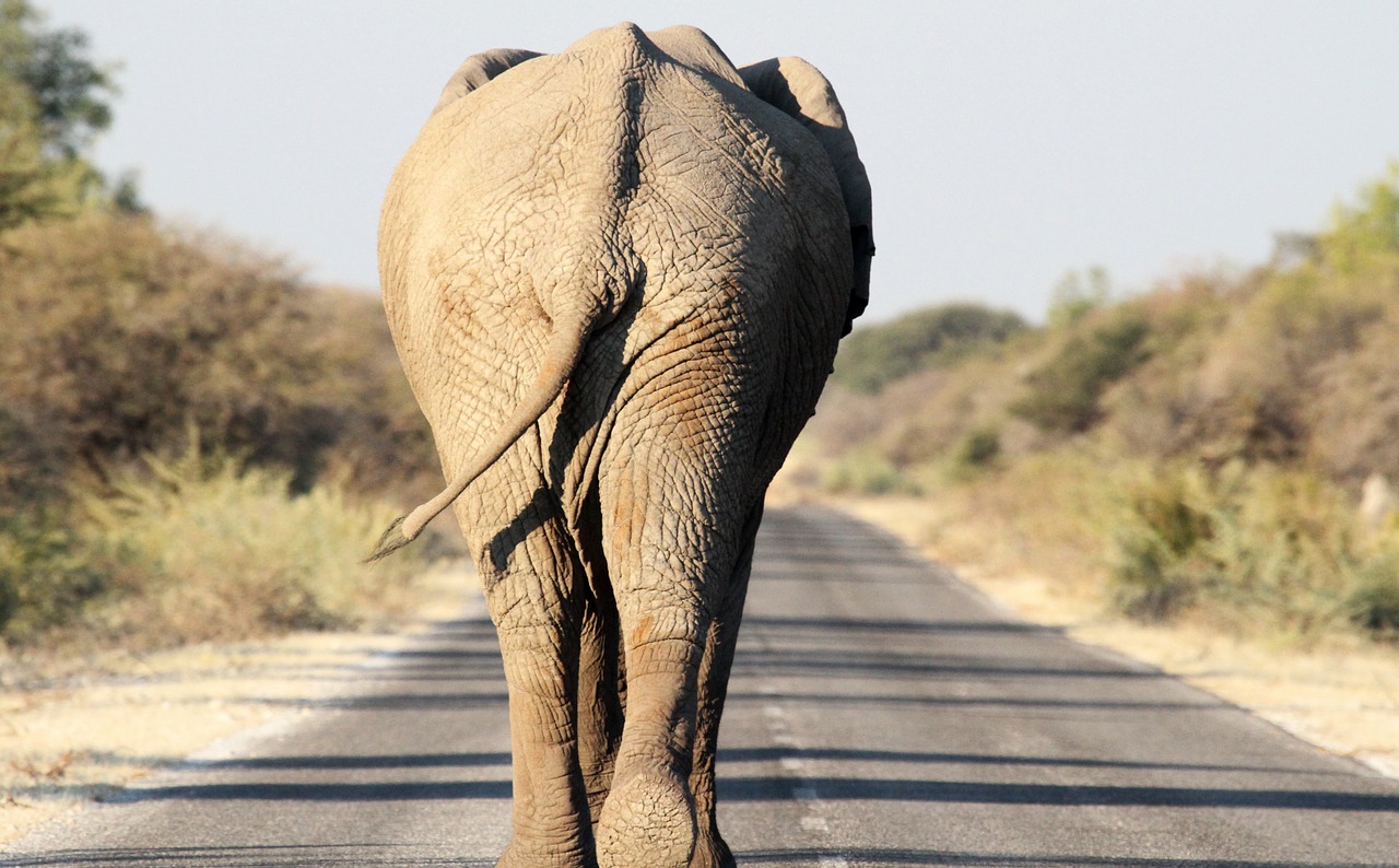 elephant etosha road free photo