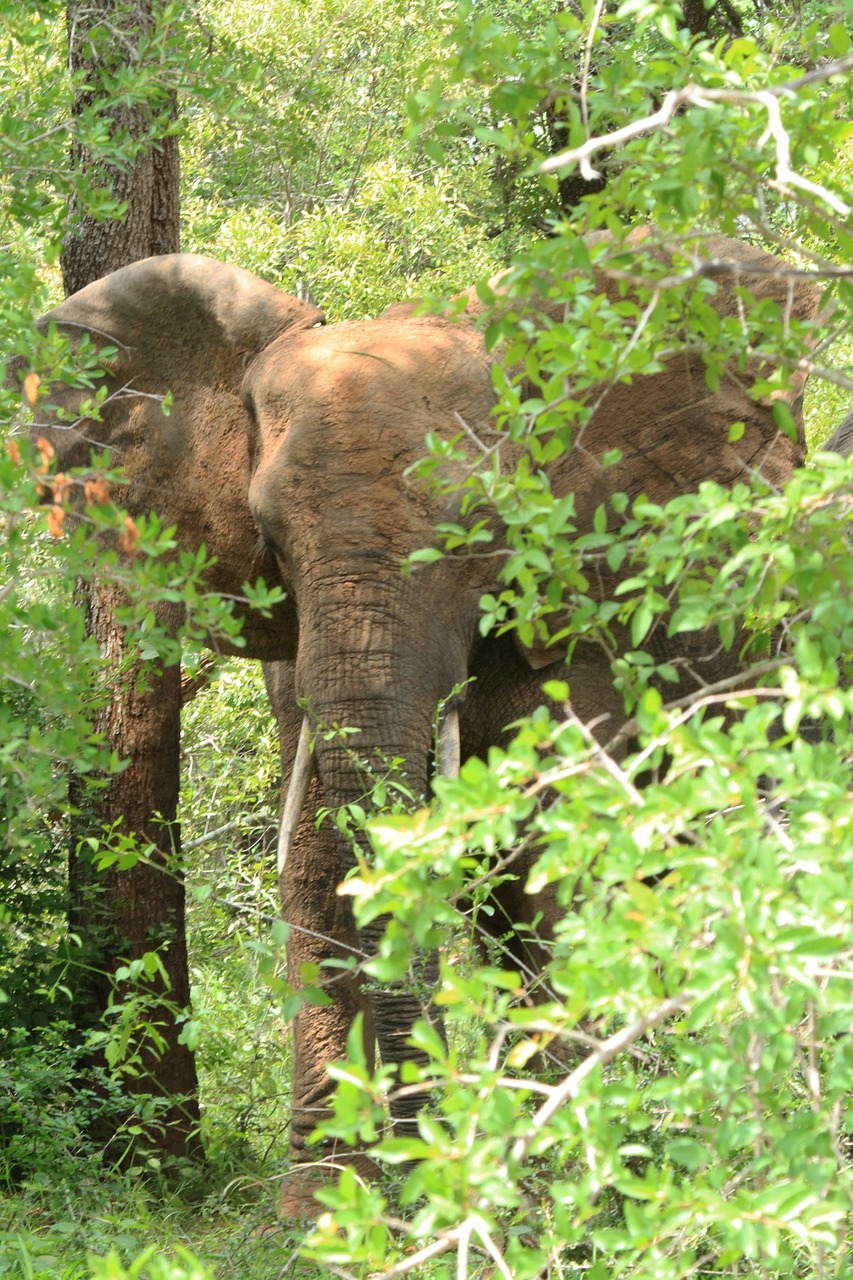 elephant hidden tree free photo