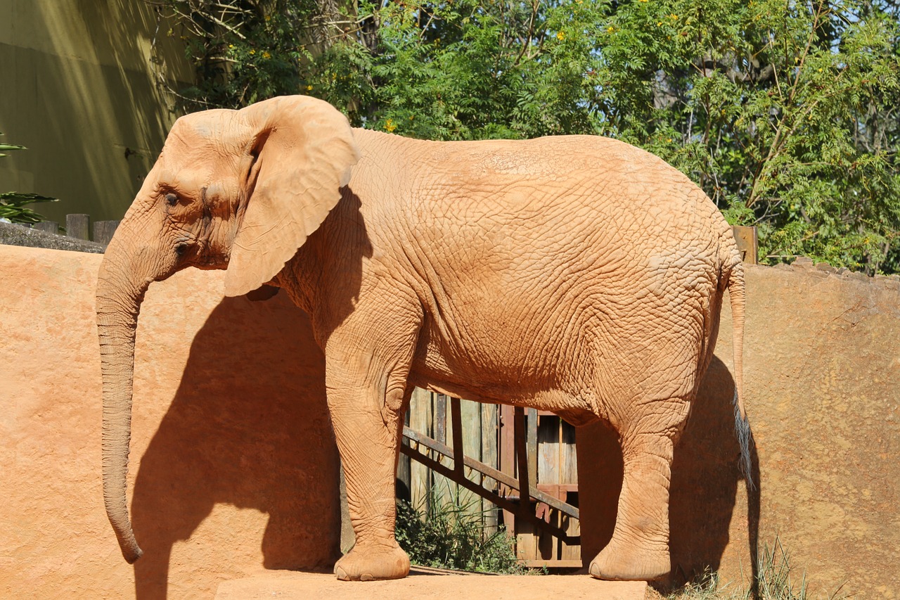 elephant animal giant free photo