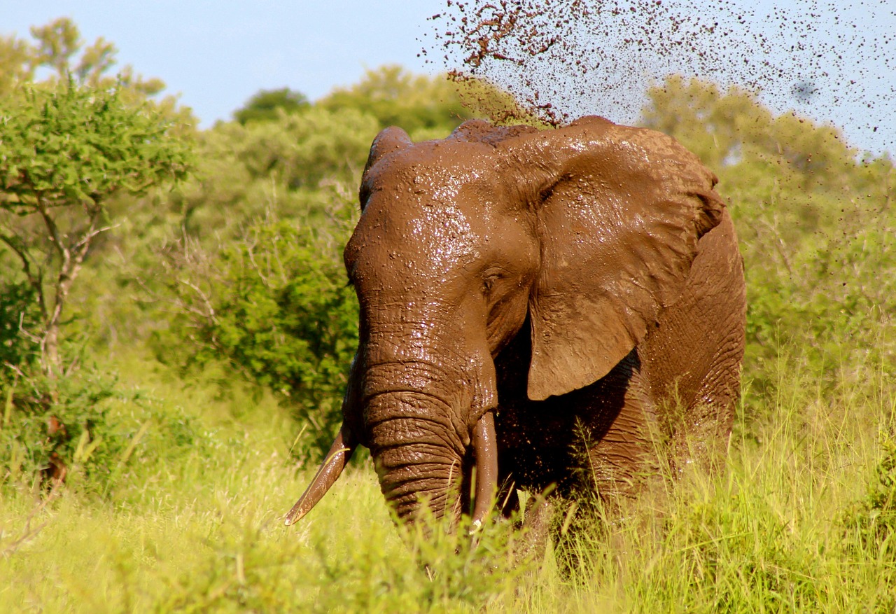 elephant wild animal free photo