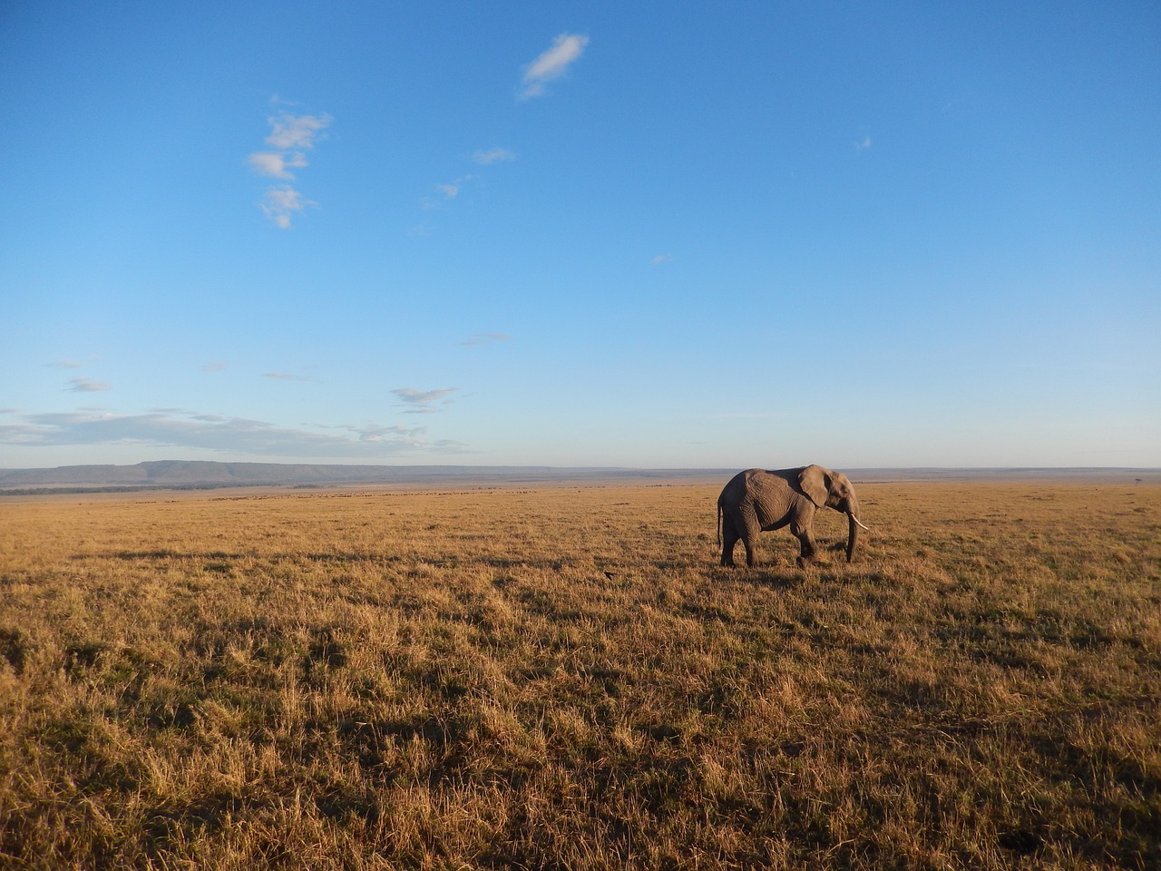 elephant wide sky africa free photo