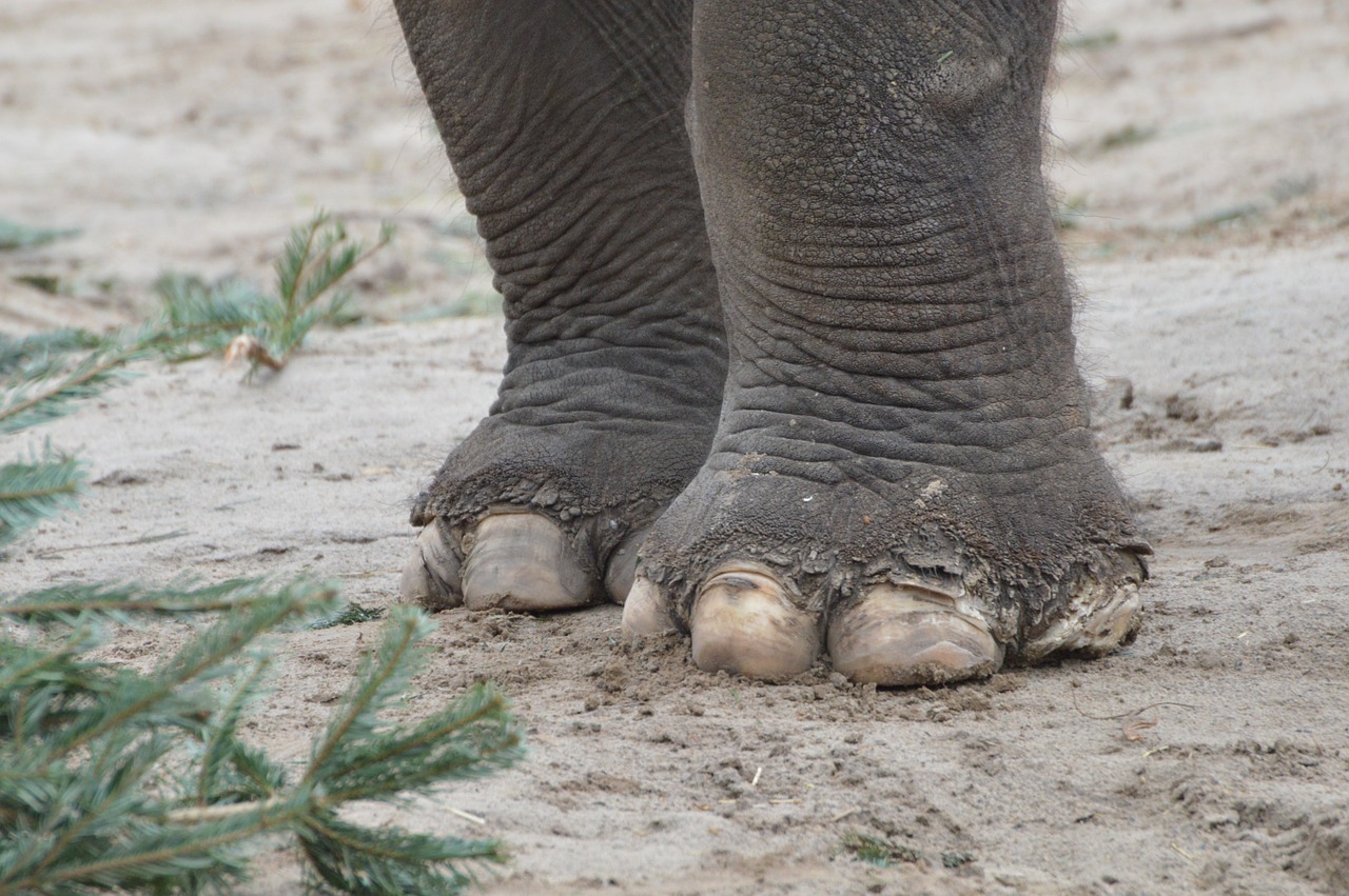 elephant feet tear free photo