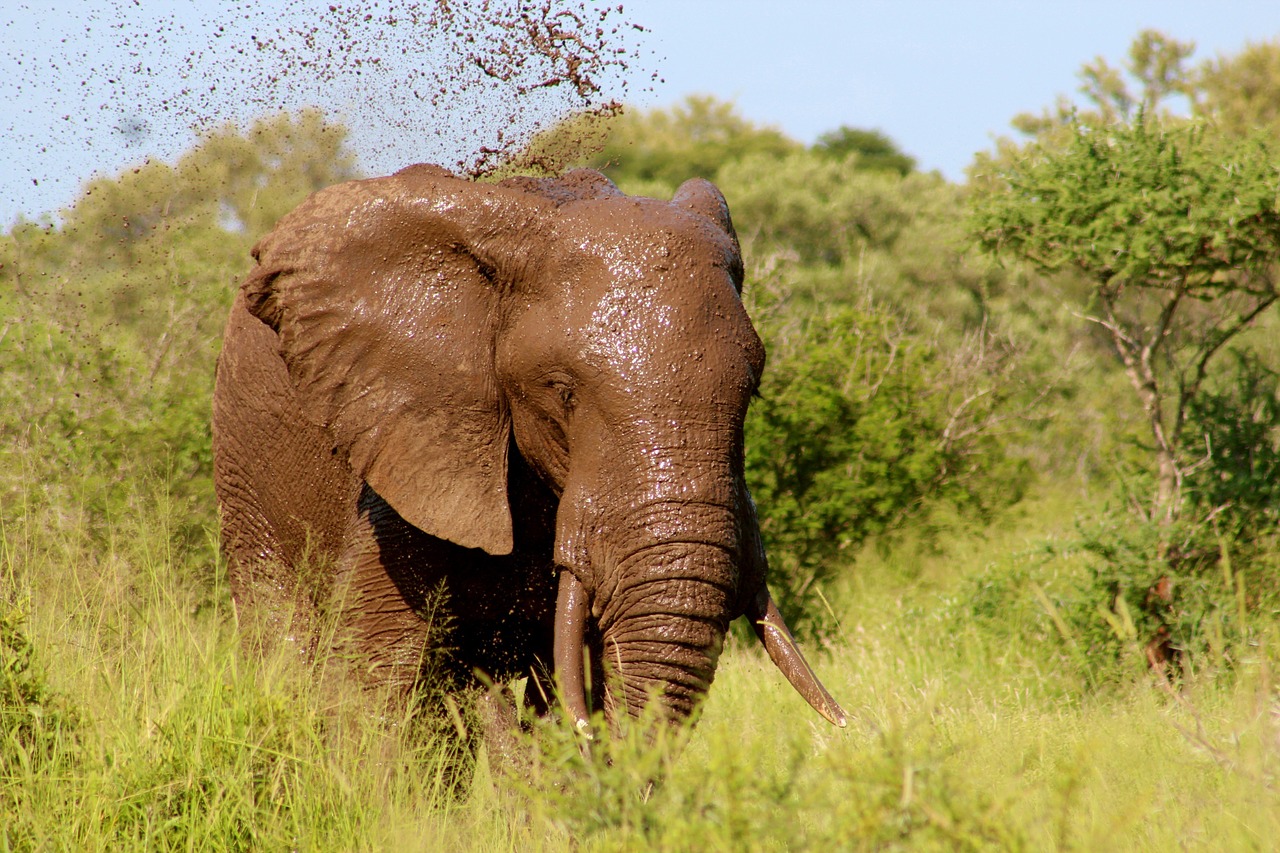 elephant wildlife mud bath free photo