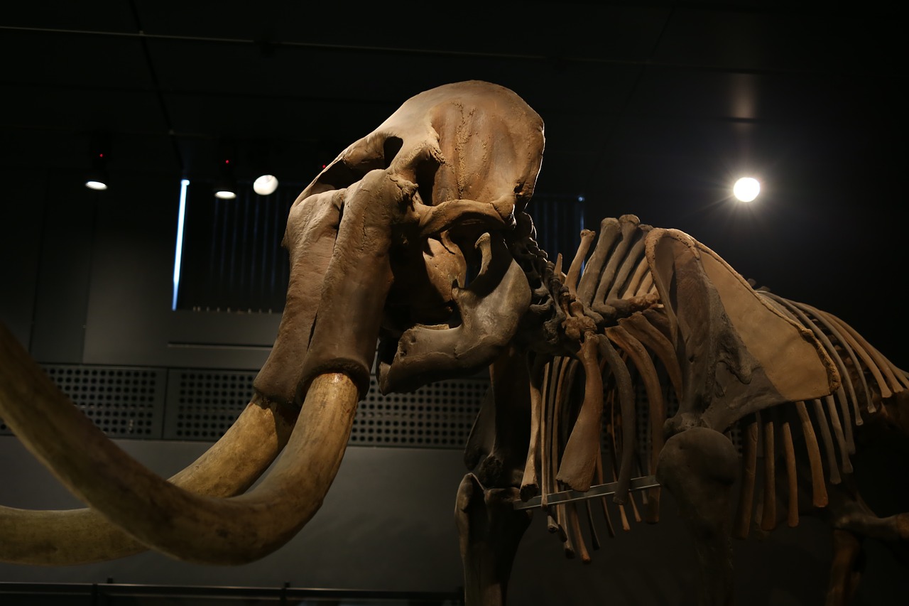elephant mammoth mamut free photo