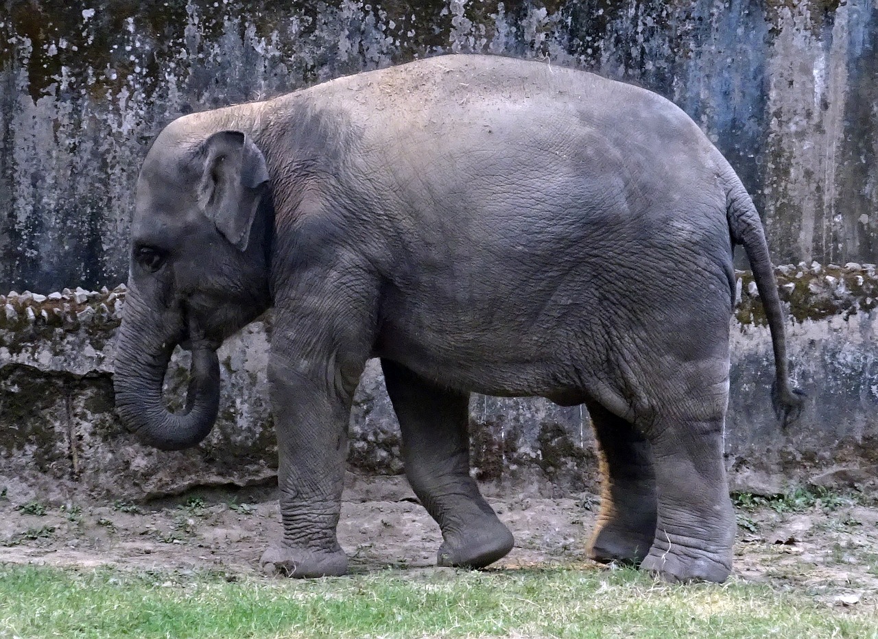 elephant asian indian free photo