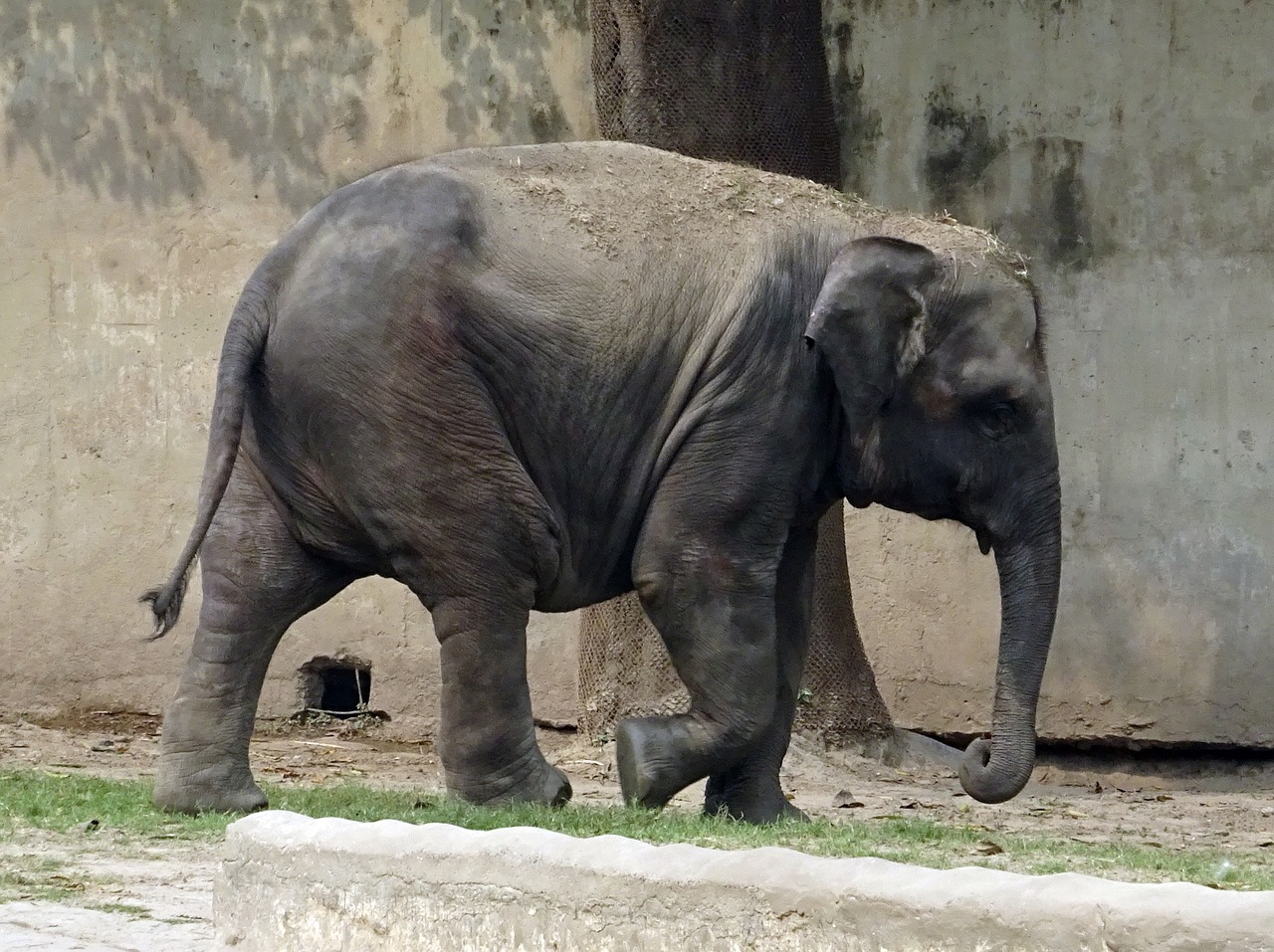 elephant asian indian free photo